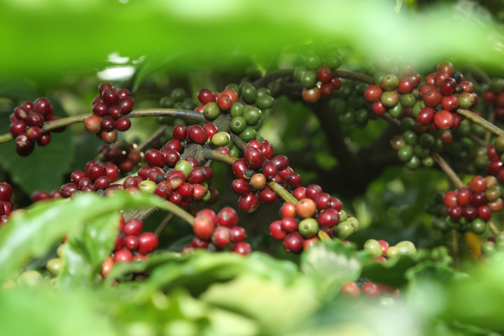 Cách thu hoạch ảnh hưởng đến chất lượng cà phê hữu cơ như thế nào?